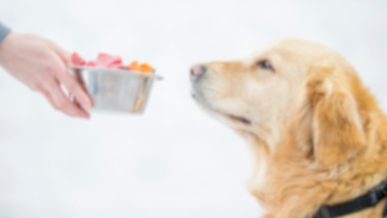 愛犬とオーナー
